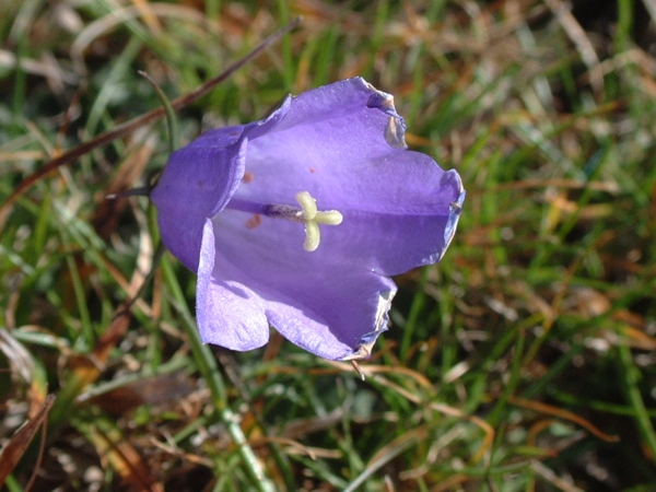 Campanula scheuchzeri / Campanula di Scheuchzer